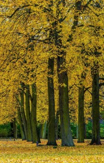 Autumn time, trees and foliage in the park, Berlin, Germany