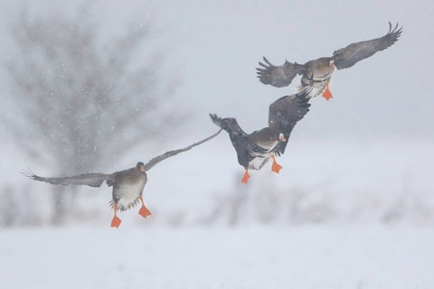 Greater White-fronted Goose (Anser albifrons) flying with juvenile, North Rhine-Westphalia, Germany