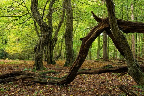 Old, gnarled trees in the Urwald Baumweg nature reserve in autumn, Emstek, Lower Saxony, Germany