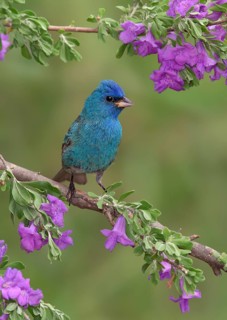 Indigo Bunting (Passerina cyanea) male perched on a flowering branch, Texas, USA