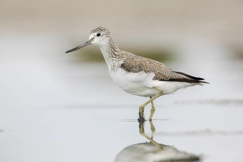 Common Greenshank (Tringa nebularia), Victoria, Australia