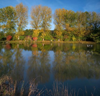 Autumnal poplars (Populus) in front of a carp pond, Beerbach, Middle Franconia, Bavaria, Germany