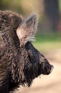 Wild boar (Sus scrofa) in a forest, ear, detail, Bavaria, Germany Europe