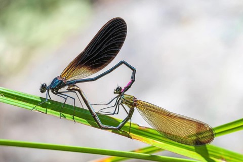 Bronze dragonfly mating wheel, animals, insect, dragonflies, dragonflies, (Calopteryx