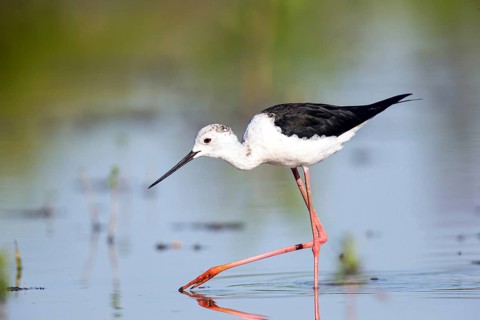Stilt walkers looking for food, (Himantopus himantopus), Hungary
