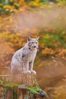 Eurasian lynx (Lynx lynx), sitting on tree trunk in autumn forest