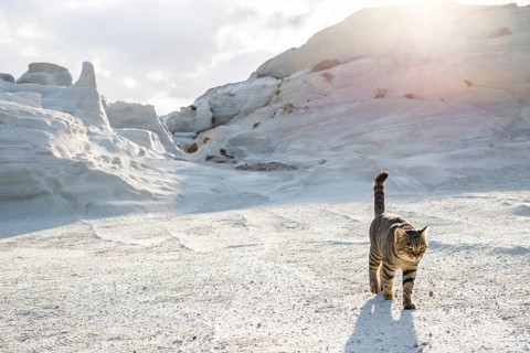 A tabby cat strolls across the moon like terrain of Sarakiniko on the island of Milos, Greece,