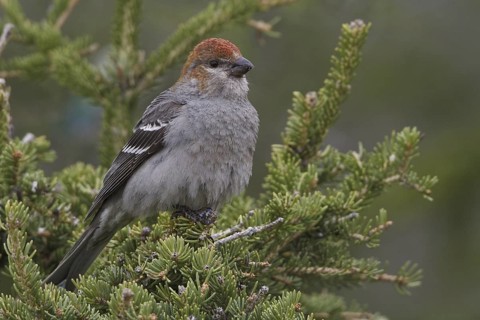 Pine Grosbeak (Pinicola enucleator) male, Manitoba, Canada