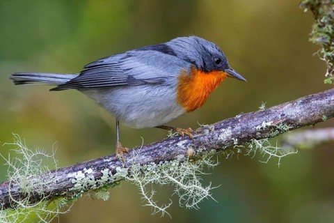 Flame-throated Warbler (Parula gutturalis) perched on a branch in Costa Rica