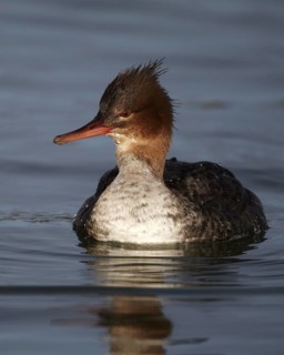 Red-breasted Merganser (Mergus serrator) female, Mecklenburg-Western, Pomerania, Germany
