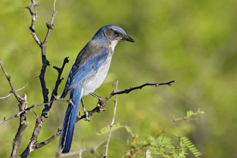 Woodhouse’s Scrub-Jay Aphelocoma woodhouseii Portal, Cochise County, Arizona, United States 25 May