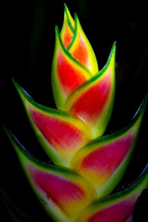 Heliconia (Heliconia wagneriana), flowering at night, tropical rainforest at night, Heredia