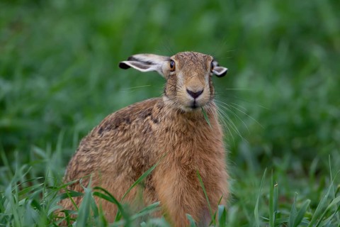 European brown hare (Lepus europaeus) adult animal feeding in a farmland cereal field in summer,