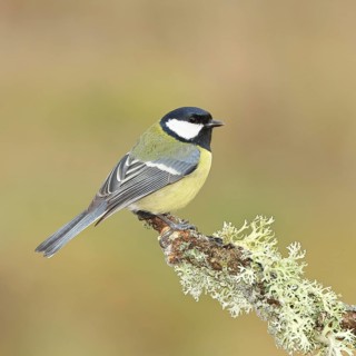 Great Tit (Parus major), sitting on a branch overgrown with moss and lichen, Wildlife, Animals,