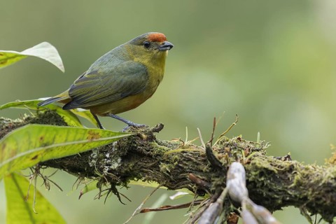 Spot-crowned Euphonia (Euphonia imitans) perched on a branch in Panama