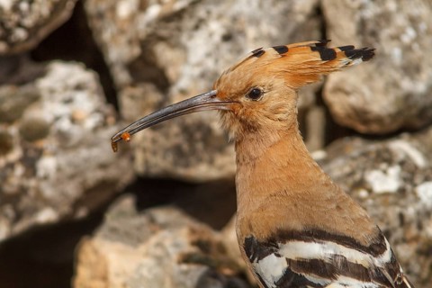 Eurasian Hoopoe (Upupa epops), portrait with food on beak, Castile-La Mancha, Spain