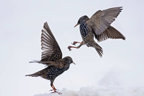 Starling (Sturnus vulgaris), close-up, two adult birds attacking each other in flight in an