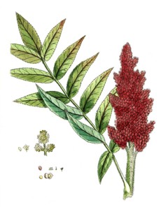 Rhus coriaria, Gerbersumach, digital reproduction of a historical model, between 1790 and 1810