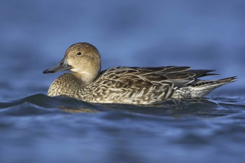 Northern Pintail (Anas acuta) female, British Columbia, Canada