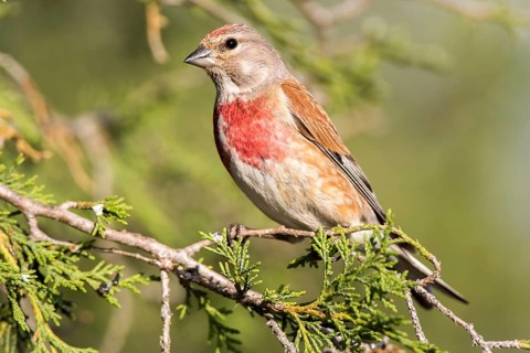 Common Linnet (Linaria cannabina) male, Castile and Leon, Spain