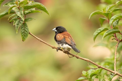 Black-and-white Mannikin (Lonchura bicolor), Masai Mara, Kenya