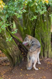 One adult male eurasian gray wolf (Canis lupus lupus) standing in front of an old split tree at a