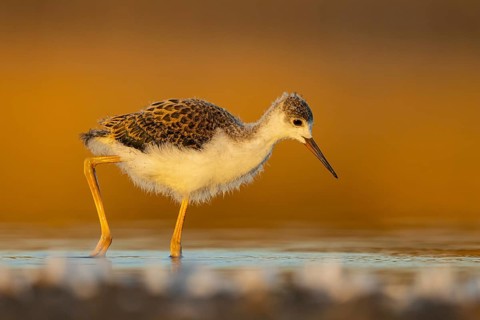 Black-winged Stilt (Himantopus himantopus) juvenile foraging, North Rhine-Westphalia, Germany
