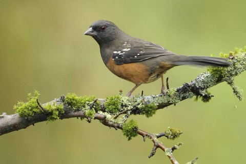 Spotted Towhee (Pipilo maculatus), British Columbia, Canada