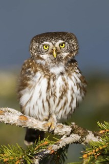 Eurasian Pygmy Owl (Glaucidium passerinum), Vorarlberg, Austria