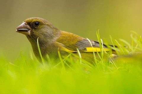 A European Greenfinch, Chloris chloris, delicately navigates through vibrant green grass,