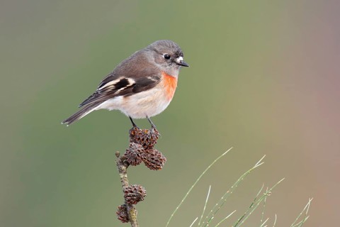 Scarlet Robin (Petroica boodang) female, Victoria, Australia