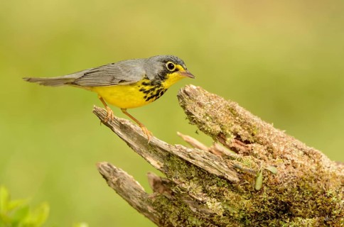 Canada Warbler (Cardellina canadensis) male, Texas, USA