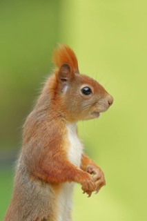 Eurasian red squirrel (Sciurus vulgaris), animal portrait, lateral view, Wilden, North