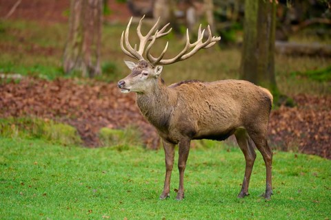 Stag with magnificent antlers standing majestically in an autumnal forest landscape, Red deer