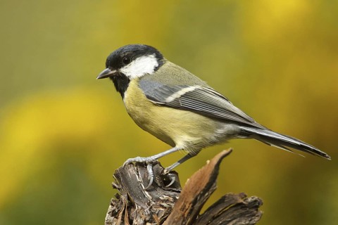 Great Tit (Parus major), Rhineland-Palatinate, Germany