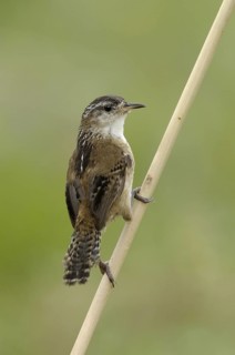 Marsh Wren (Cistothorus palustris), Texas, USA