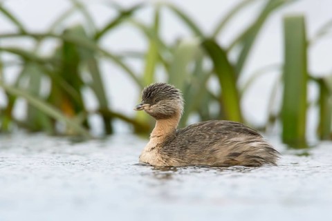 Hoary-headed Grebe (Poliocephalus poliocephalus), Victoria, Australia