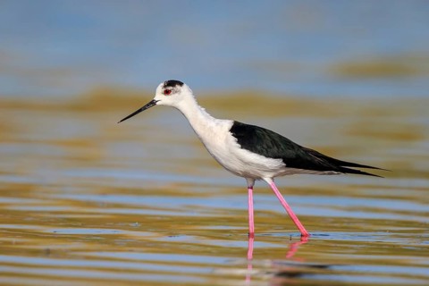 Black-winged Stilt (Himantopus himantopus) foraging, Lesvos, Greece