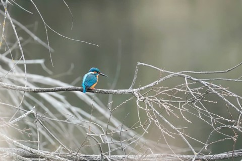 A vibrant kingfisher sits on a bare twig overlooking a serene, misty lake, displaying its vivid