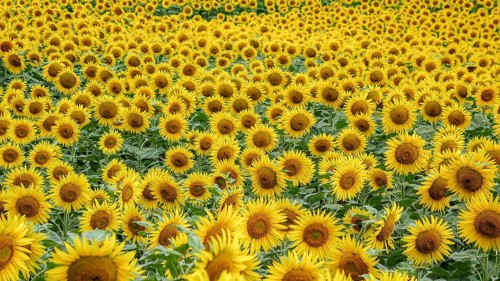 A vibrant field densely packed with blooming sunflowers, showcasing petals of yellow and rich brown