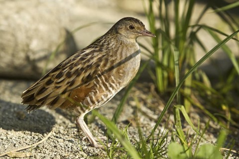 Corn Crake (Crex crex)