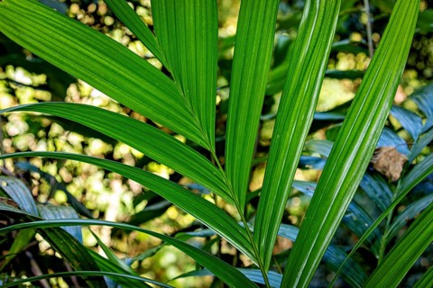 Dense tropical foliage with strong green leaves and sunrays in the background, Kentia palm (Howea