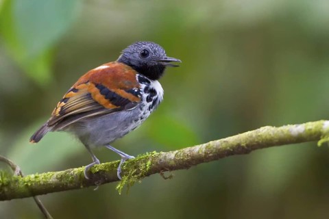 Spotted Antbird (Hylophylax naevioides) perched on a branch in Costa Rica, Central America