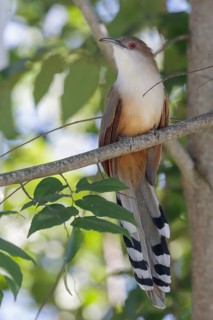 Great Lizard Cuckoo (Coccyzus merlini) perched on a branch in Cuba