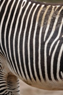 Close-up of zebra skin with high-contrast stripe pattern and soft texture, Grevyzebra (Equus