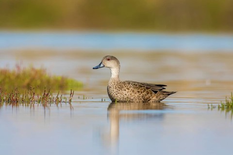 Grey Teal (Anas gracilis), Victoria, Australia