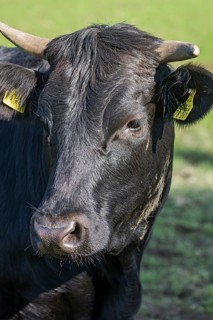 Portrait of a black cow, Franconia, Bavaria, Germany