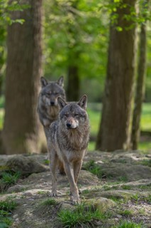 Two eurasian gray wolves (Canis lupus lupus) standing in an open forest, showing social behaviour.