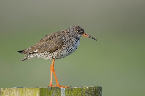 Rotschenkel (Tringa totanus), Redshank, Altvogel auf Sitzwarte, Mai, Nijkerk, Niederlande