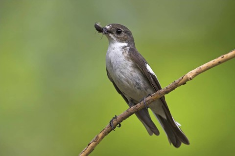 European Pied Flycatcher (Ficedula hypoleuca) female, Rhineland-Palatinate, Germany